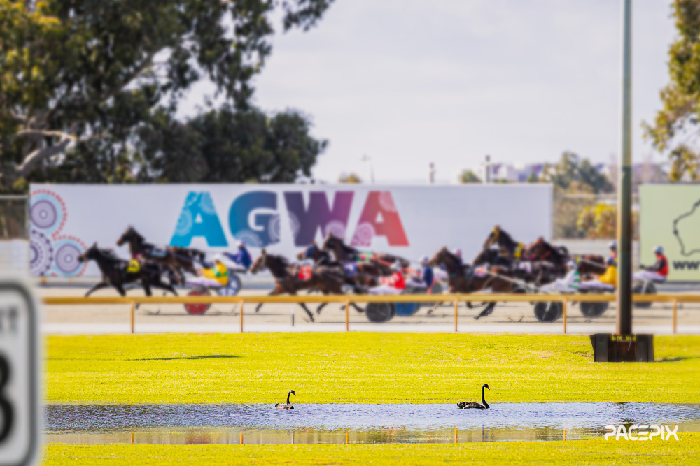 PACEPIX (@pacepix_au) on Twitter photo Swanning about at <a href="/GloucesterPark/">Gloucester Park</a>!
11 races including the heats of the 2yo Fillies Diamond Classic will entertain #EastPerth's newest residents!
MORE: pacepix.com.au/harness-gallerโฆ Swanning about at <a href="/GloucesterPark/">Gloucester Park</a>!
11 races including the heats of the 2yo Fillies Diamond Classic will entertain #EastPerth's newest residents!
MORE: pacepix.com.au/harness-gallerโฆ