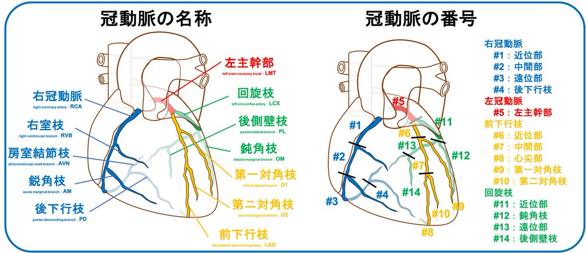 心はどこにあるのか 冠動脈の名称・番号