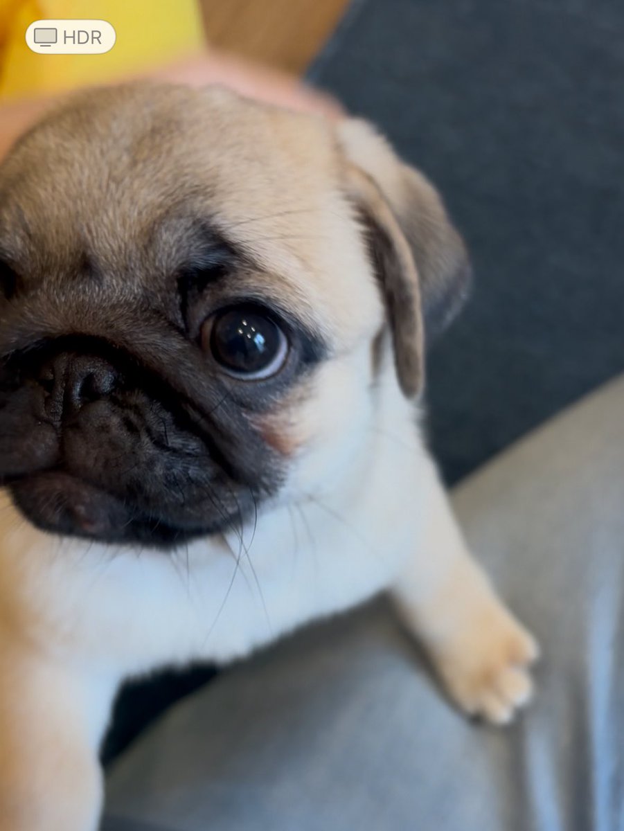 MINILLMIMll's tweet photo. My name is Kinako🐾 https://t.co/Z3tOW3s5Hh