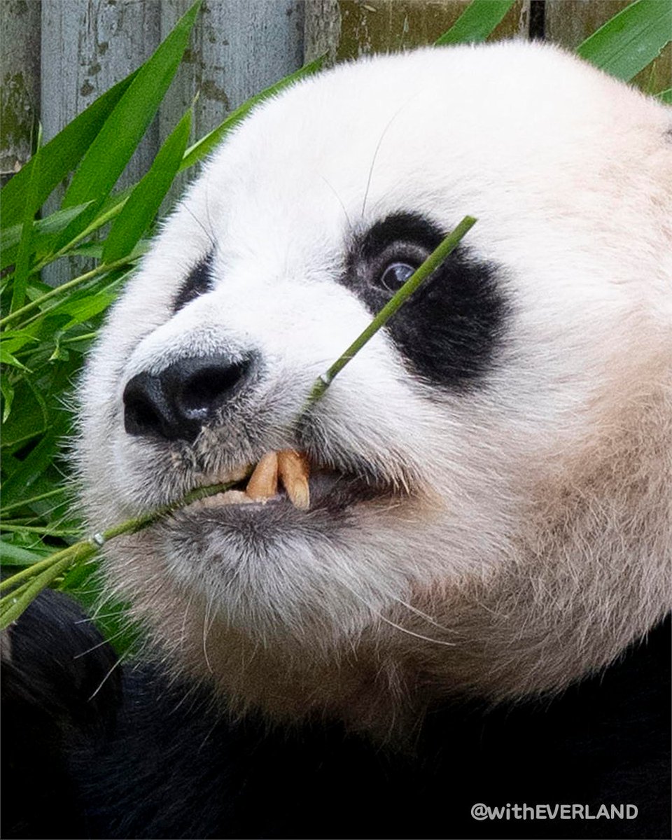 withEverland's tweet image. 🐼러바오 생일파티 현장 대공개🎂
포토존 장악하는 판월의 슈스 러바오ㅋㅋㅋㅋ
생일을 함께 축하해주세요🤎
#러바오 #생일축하해 #20120728