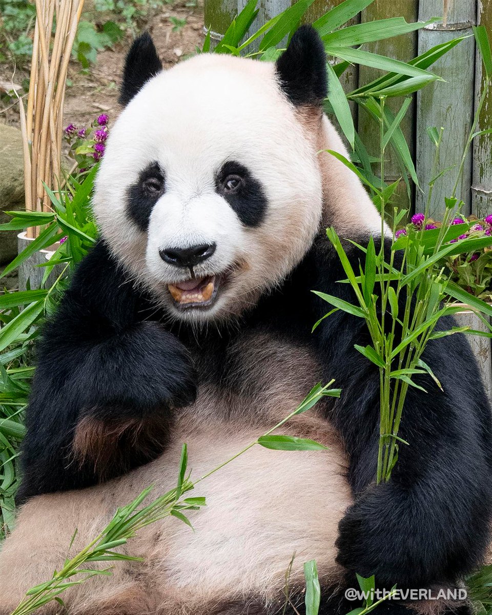 withEverland's tweet image. 🐼러바오 생일파티 현장 대공개🎂
포토존 장악하는 판월의 슈스 러바오ㅋㅋㅋㅋ
생일을 함께 축하해주세요🤎
#러바오 #생일축하해 #20120728