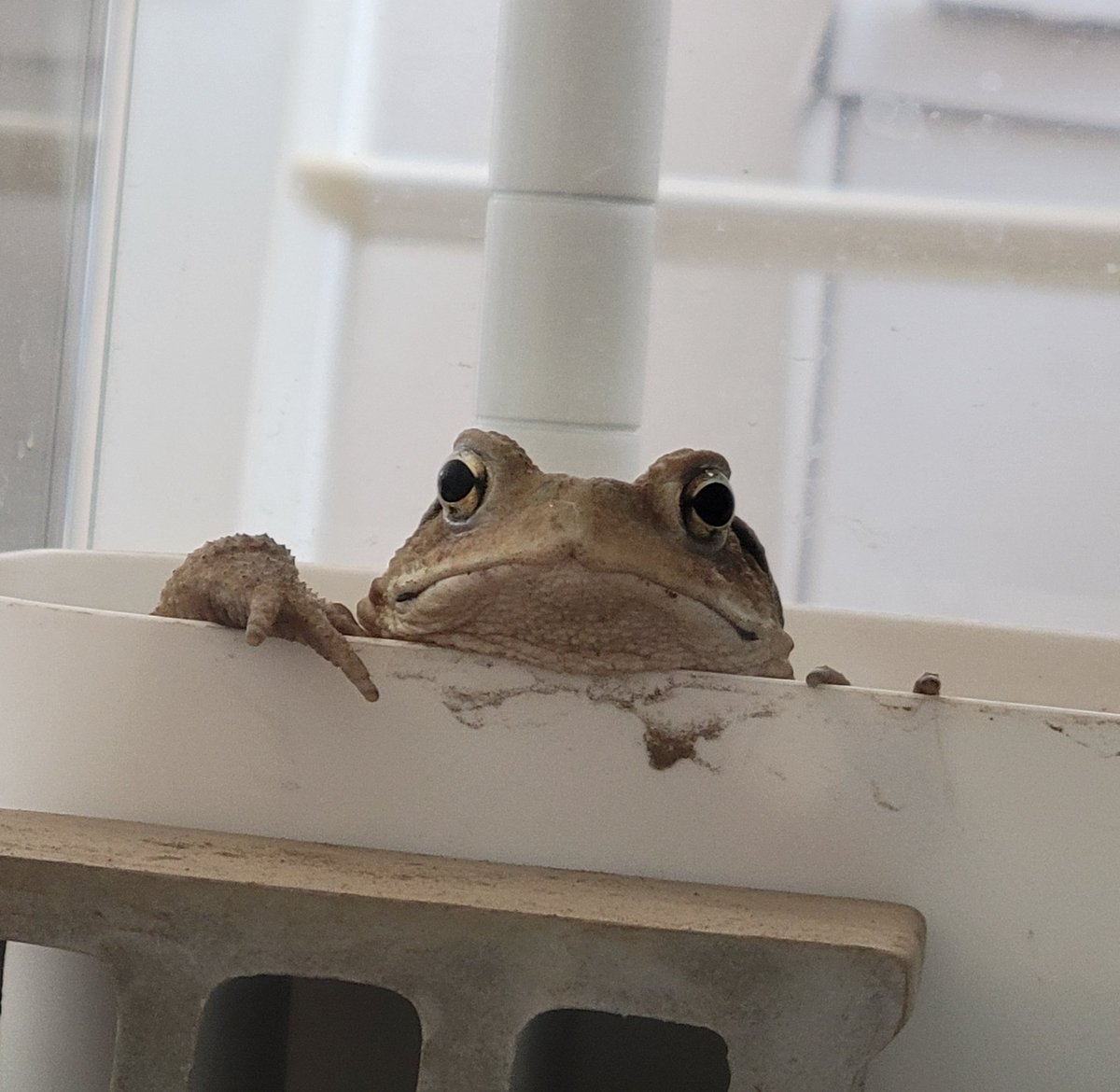 uparupamaru's tweet image. ニコのおふろ
いっつもかわいい