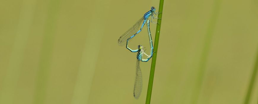 Gaffelwaterjuffer rukt verder op: De gaffelwaterjuffer is een relatieve nieuwkomer in Nederland en hij breidt zich gestaag naar het noorden uit. In 2007 heeft hij zich in Nederland gevestigd, maar hij heeft nu al Vlieland bereikt. Binnen Nederland zien… dlvr.it/TM8P6W