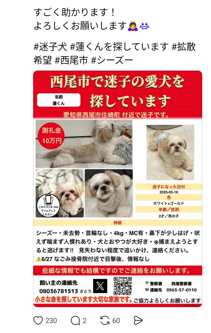 monon_11's tweet image. 愛知県西尾市で迷子になっている蓮くんかもしれないワンちゃんが目撃されたようです！