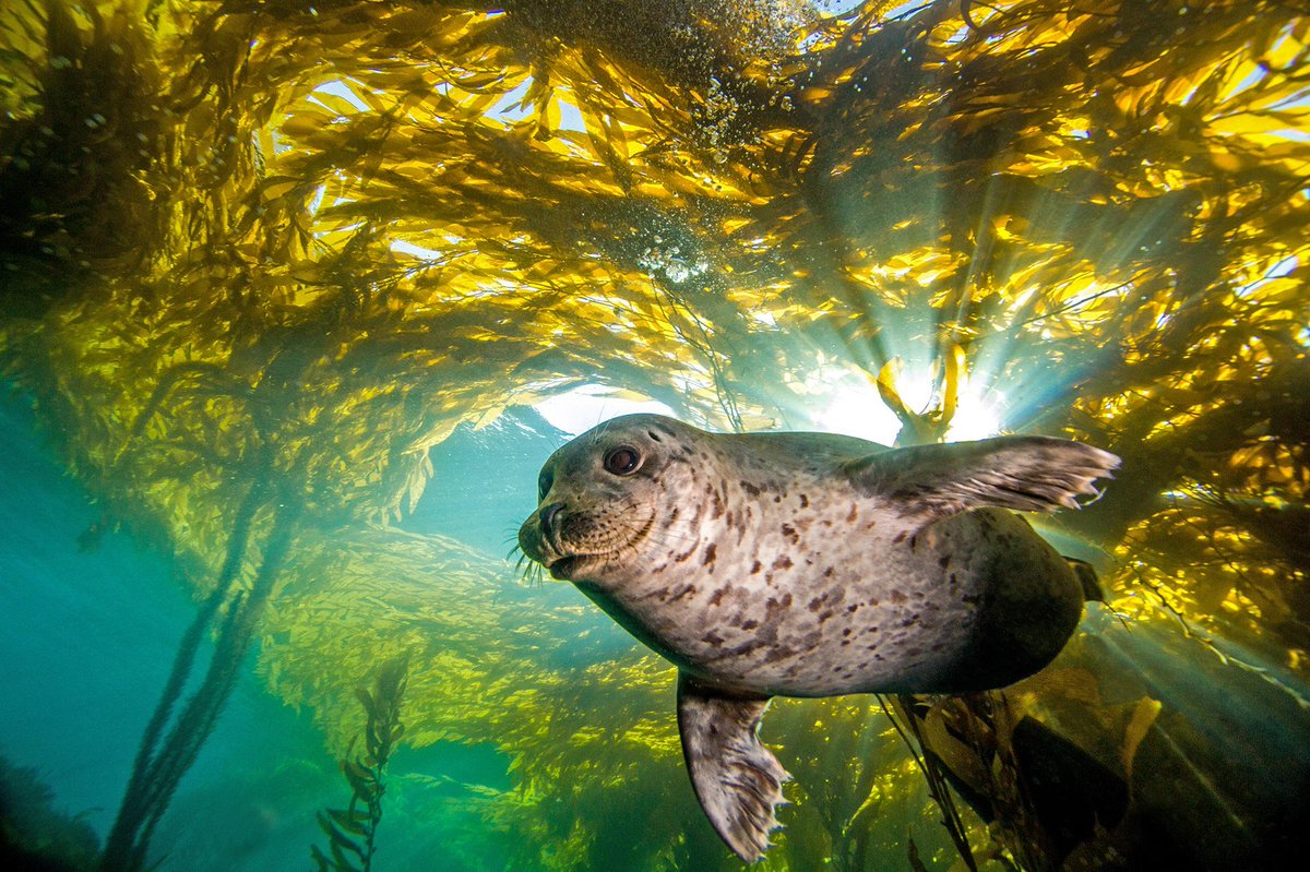 dung43618667's tweet image. elden ring....

The Elden Seal....