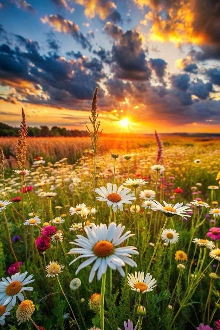 theamelia__'s tweet image. Good morning my beautiful friends
Have a nice day🌅🌸