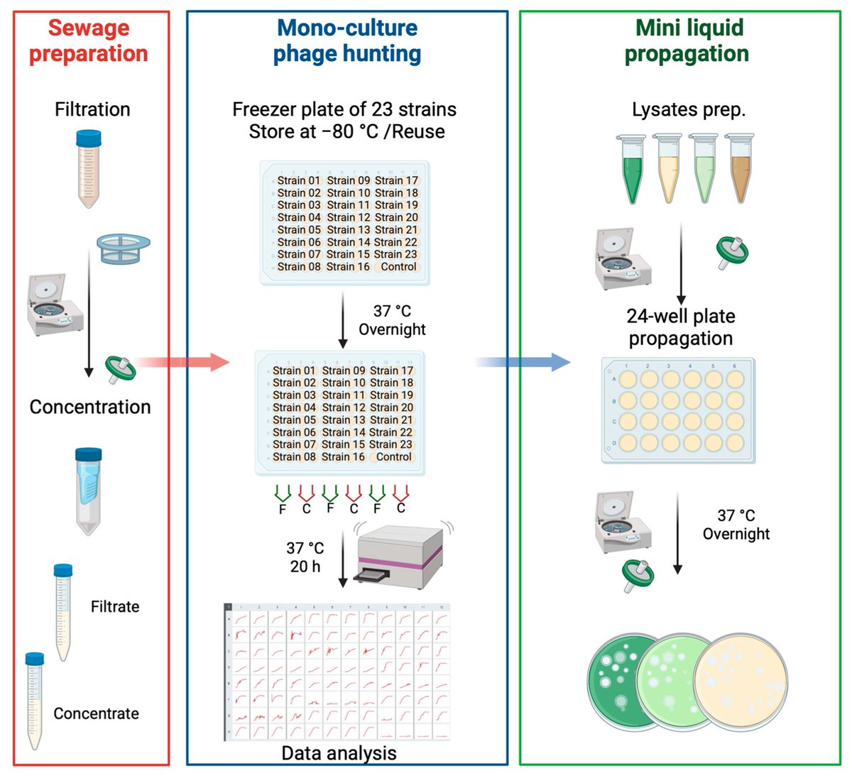 Micro_MDPI's tweet image. 🦠This paper focuses on developing and evaluating bacteriophage (phage) therapy as an alternative treatment for Pseudomonas aeruginosa infections, particularly those affecting cystic fibrosis (CF) patients.
🔎Read more at: mdpi.com/2076-2607/13/3…
#cystic #fibrosis #bacteriophage