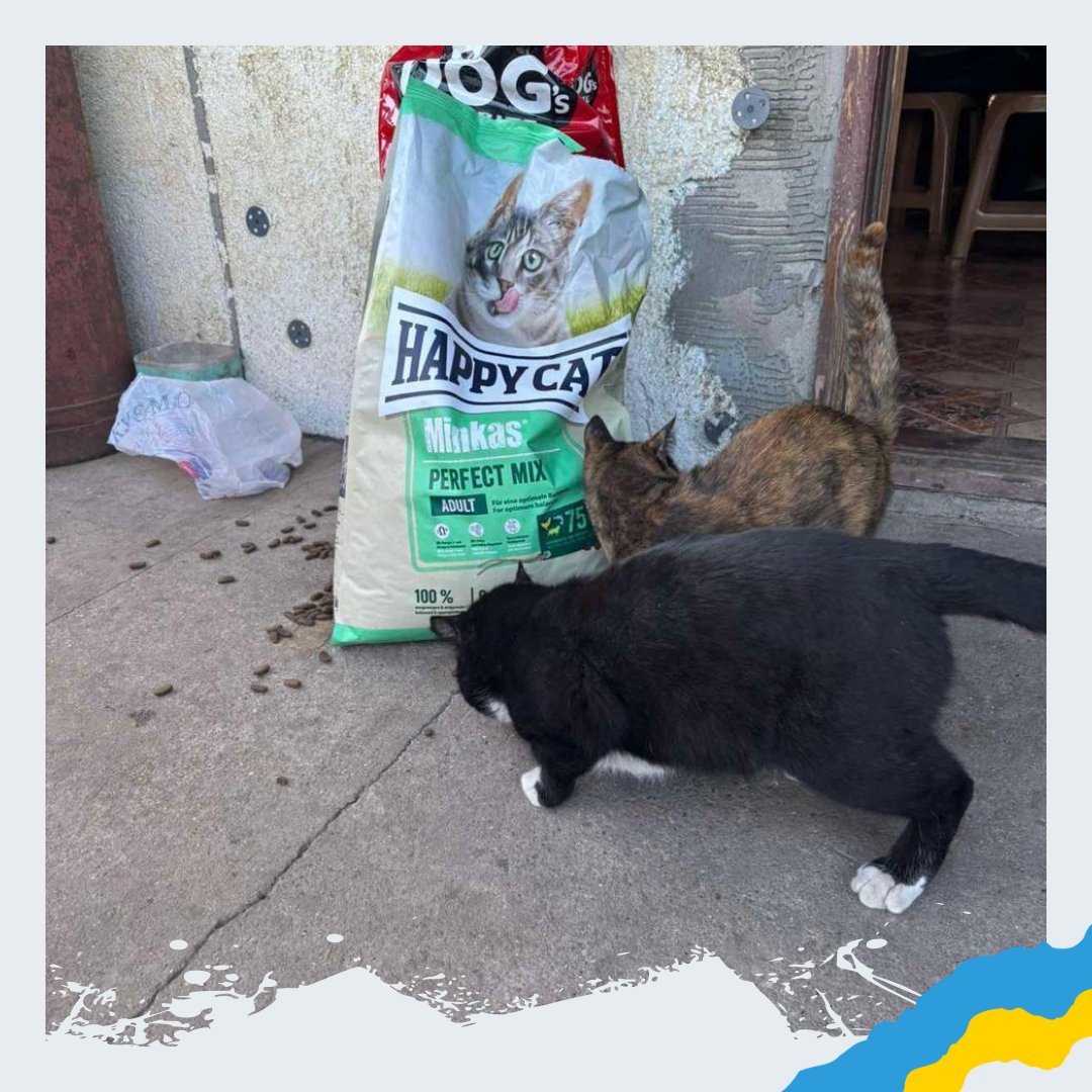SunriseUkraine's tweet photo. #Sunrise sent a new shipment of food to #Yuzhnoukrainsk — to a place where homeless animals fight to survive. Your support turn into bowls full of food,medical help, and a small but important miracle in the life of every stray animal. You can #helpanimals  https://t.co/pmkwf5t57F https://t.co/RiH9uAHYhK