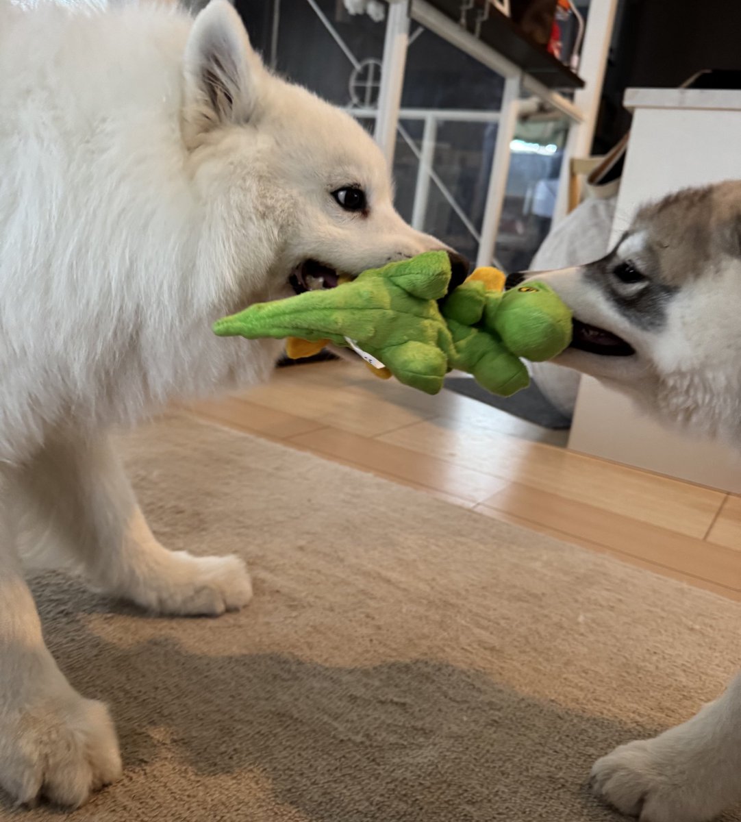 snowski1008's tweet image. ほしい物リストより頂きました
囚われの恐竜🦖

日々オヤツやオモチャが届き感謝です🤩🩶