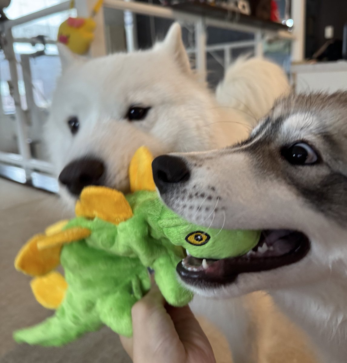 snowski1008's tweet image. ほしい物リストより頂きました
囚われの恐竜🦖

日々オヤツやオモチャが届き感謝です🤩🩶
