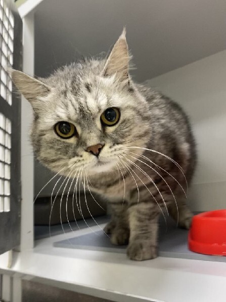 vigipets's tweet image. 🟢 🐱 Chat trouvé le 23/07/2025 à MARSEILLE 15 (13).
Mâle / Identifié(e) : Non

☎️ 04 88 60 16 16
📧  marseille@sacpa.fr

#VigiPets #chatperdu #chattrouve #chat #perdu #trouve