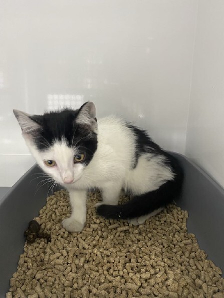 vigipets's tweet image. 🟢 🐱 Chat trouvé le 23/07/2025 à MARSEILLE 08 (13).
Mâle / Identifié(e) : Non

☎️ 04 88 60 16 16
📧  marseille@sacpa.fr

#VigiPets #chatperdu #chattrouve #chat #perdu #trouve