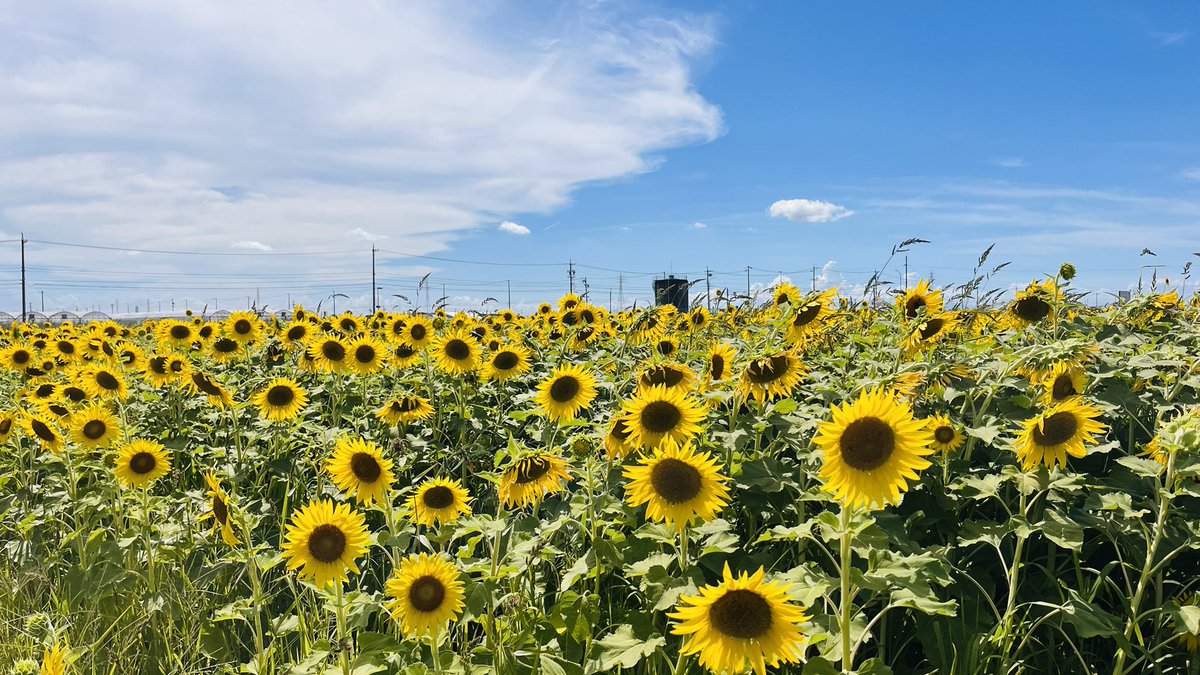 bridgerich843's tweet photo. 碧南でひまわり見てからの蒲郡の花火
そして今日夏バテ

仕事に集中できない、、、 https://t.co/qi50KC1MDY
