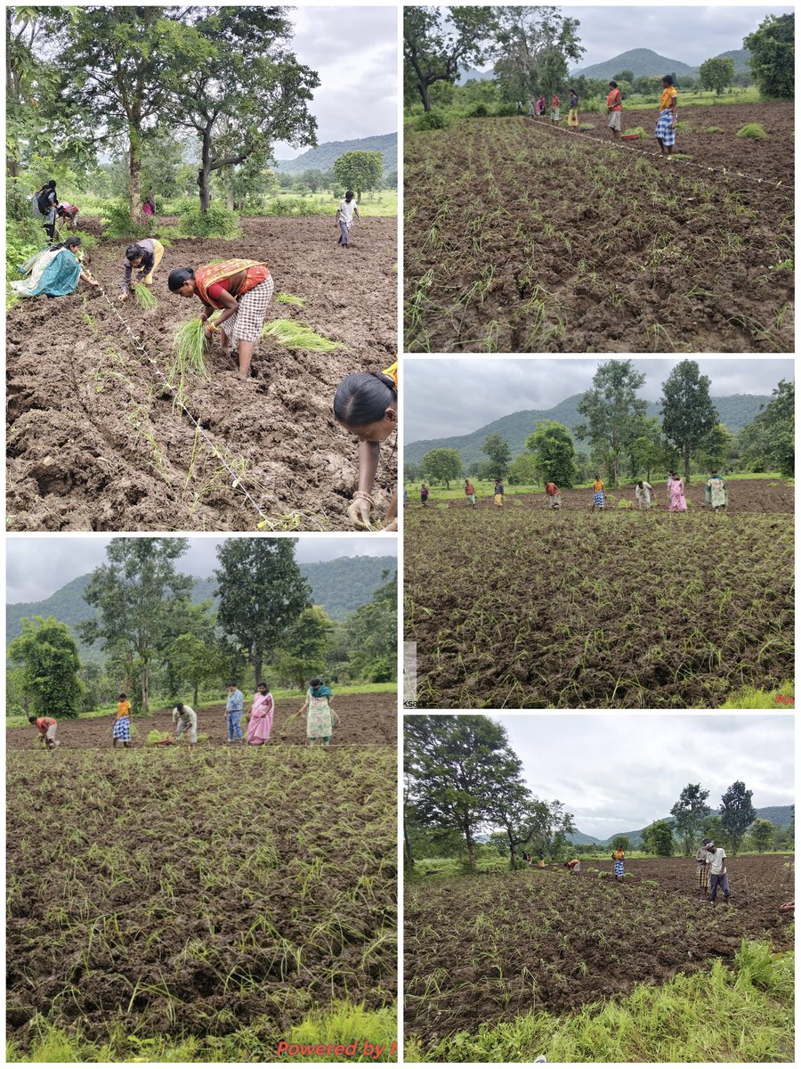thdkalahandi's tweet photo. With the facilitation of THD and JKOFPCL, farmers in Koksara block are shifting from paddy to millet cultivation and are seen practicing Line Transplanting (LT)  a move towards sustainable and climate-resilient agriculture.
#shreeannaabhiyan #organicfarming #millet https://t.co/efNw50Xh9g