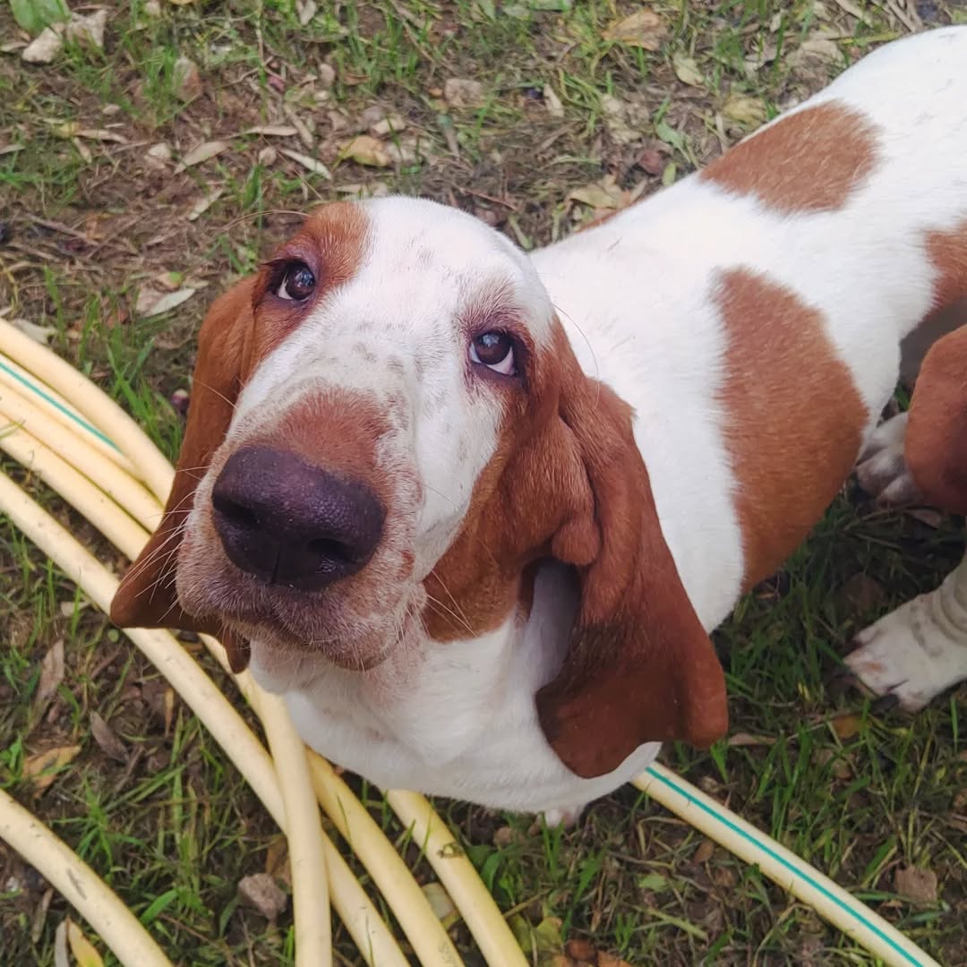 CarlosMerritte's tweet image. Great Photography 💖💖
#houndsofinstagram #hounddog #hound #lovemyhomeandhound #dogadventures #BassetHoundLoverUSA