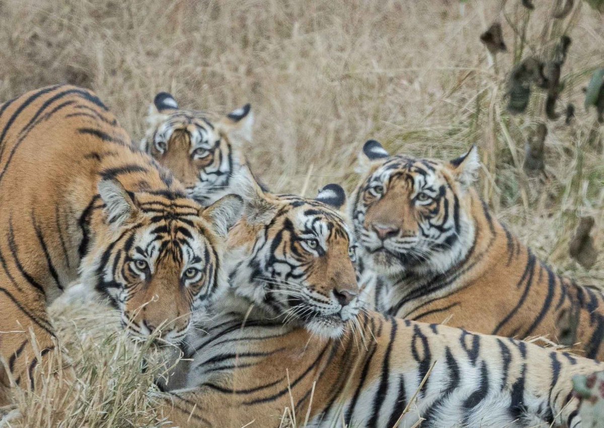 GobindsagarBha1's tweet image. Togetherness
A #tiger family with grown up #cubs about to separate
#ranthambhore
2024