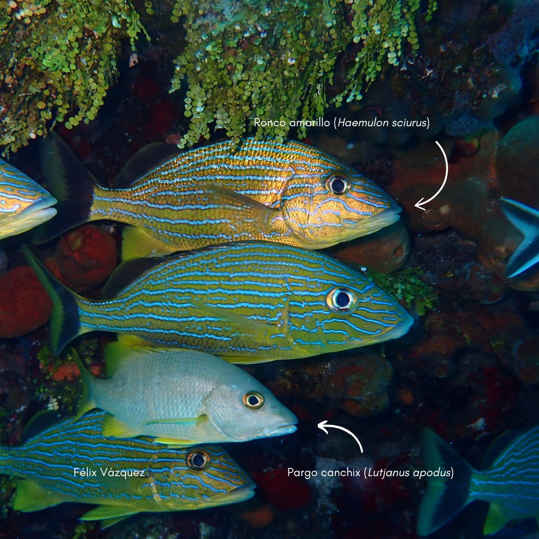 El ronco amarillo (Haemulon sciurus) y el pargo canchix (Lutjanus apodus) son especies clave en los arrecifes del Caribe. El ronco forma bancos que dan vida al arrecife, mientras que el pargo, como depredador, regula poblaciones de peces pequeños.
 Juntos mantienen el equilibrio