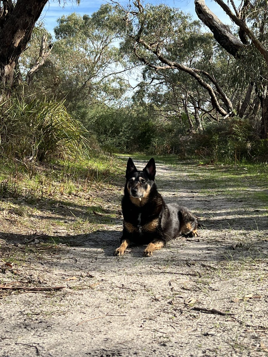 PrestonHenshawX's tweet image. If you treat your dog like a person,
He will treat you like a dog.

Dogs thrive when we allow them to be the species they were born to be.
