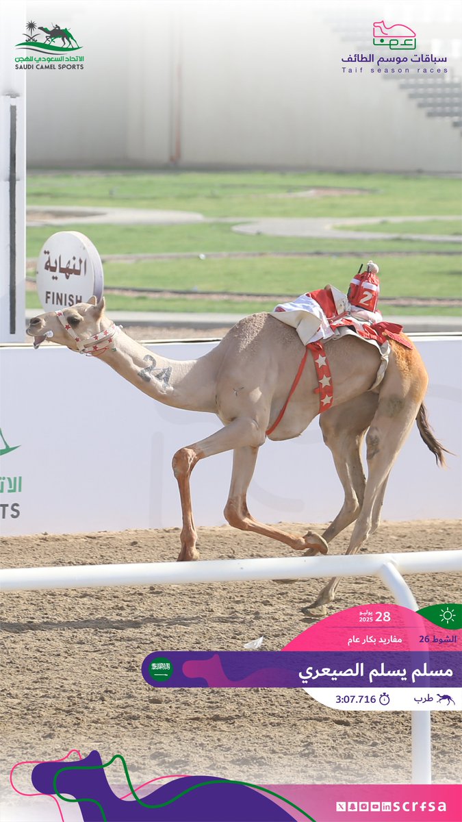 scrfSA's tweet image. #سباقات_موسم_الطائف 2025
أشواط السباق الثاني
🐪 طرب
▫️مسلم يسلم الصيعري
🏁 الشوط 26: مفاريد بكار عام.
⏱️ 3:07.716
🎥 youtube.com/watch?v=--DOGr…