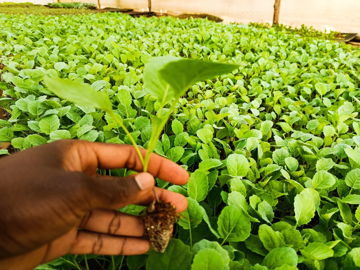 kalebndolo's tweet image. Kale 
Variety -1000 headed
#farming