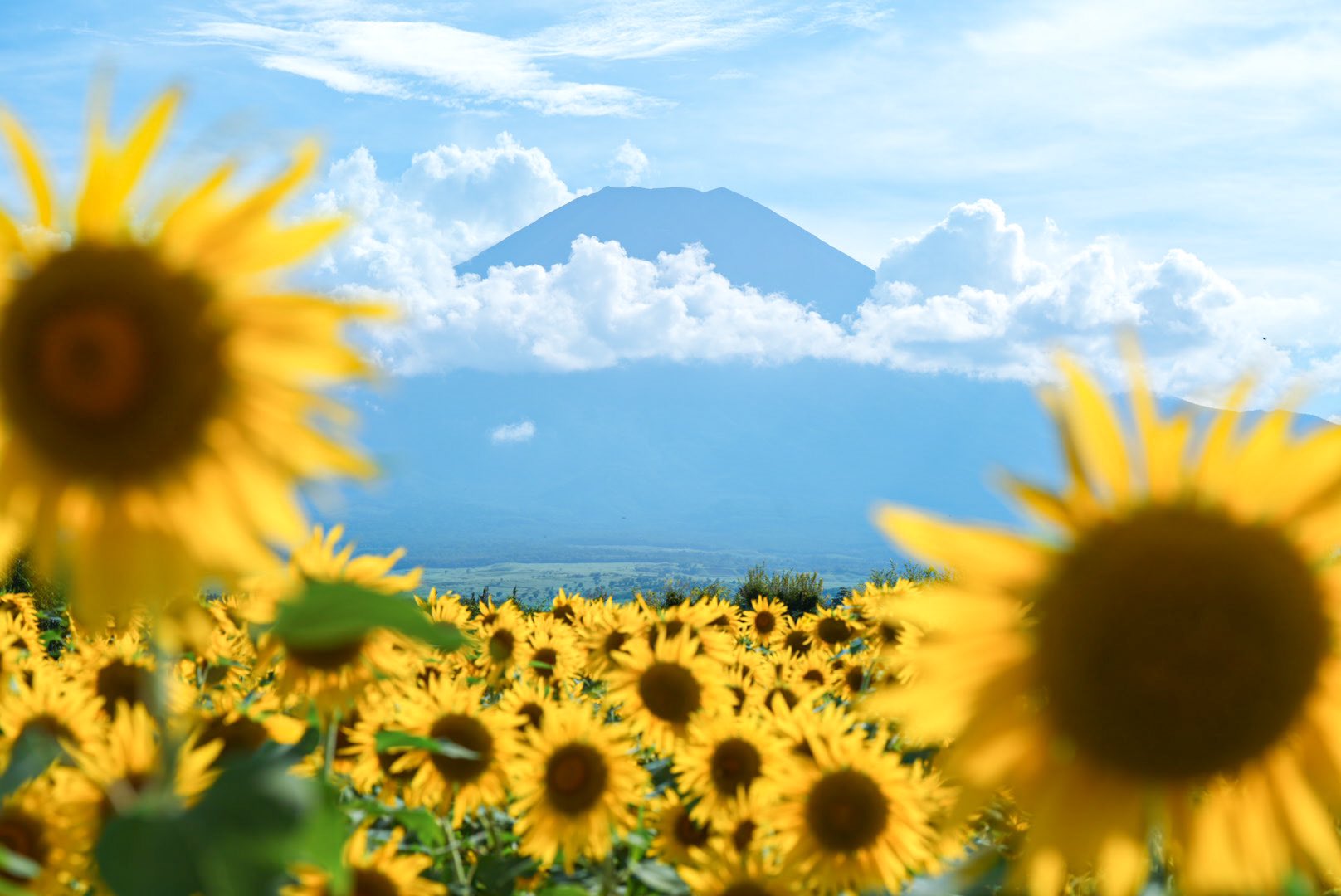 ひまわりページ 91fITuJOwGL._UF350,350_QL50_.jpg