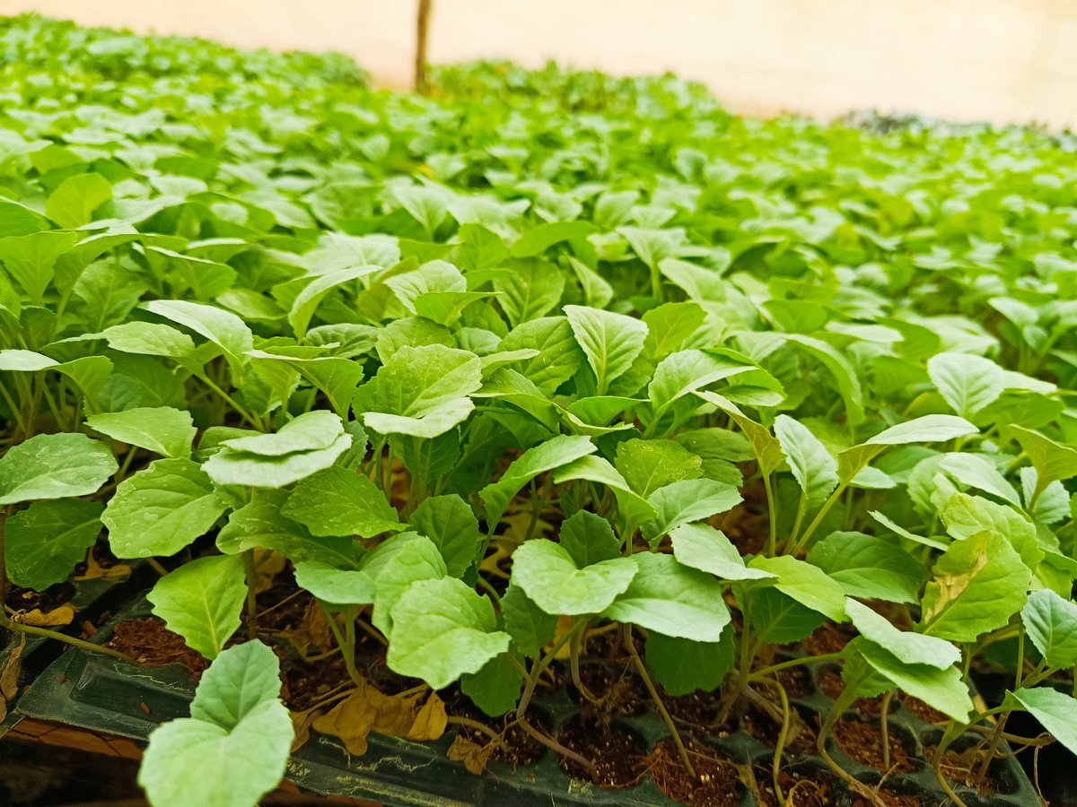 kalebndolo's tweet image. Hybrid sukuma 
Variety:#spinnerf1
#kilimobiashara 
@Zionseedlings