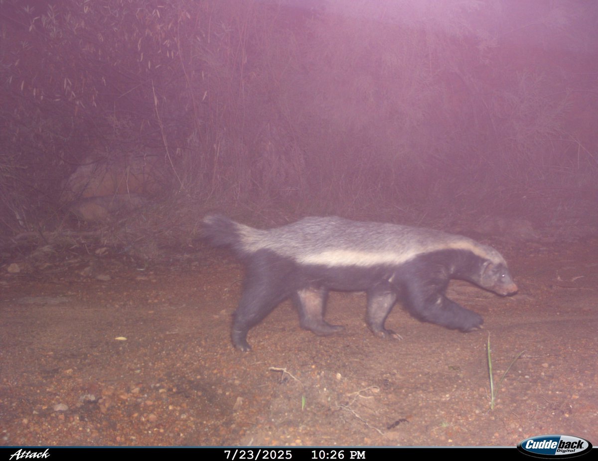 The Honey Badger or Ratel, caught on camera <a href="/PlaisirEstate/">Plaisir</a> , was named 2002 most fearless animal in the world. They have natural immunity to snake venom and can survive a deadly Cape Cobra bite.