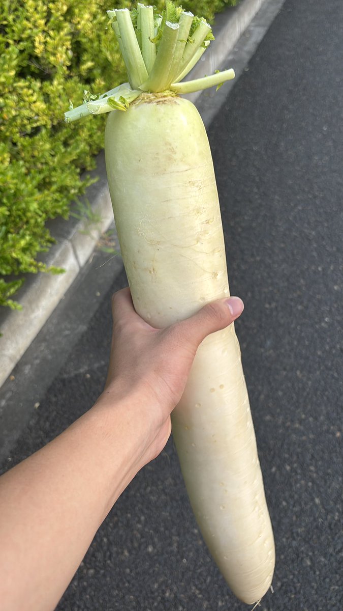 男には自分の世界がある
たとえるなら袋忘れ
素手で持ち帰る大根
