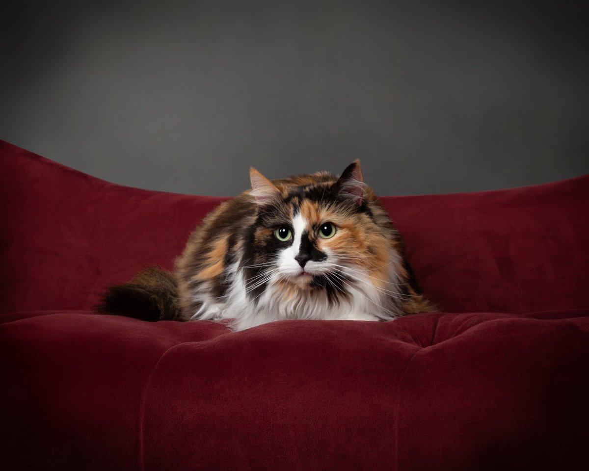 Tech paws #vctamericas