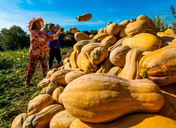 PDChinaLife's tweet image. Pumpkins are shining bright at a planting base in Dianjiang County, southwest China&apos;s Chongqing, ready to supply the market nationwide and boost the revenue of diligent farmers.