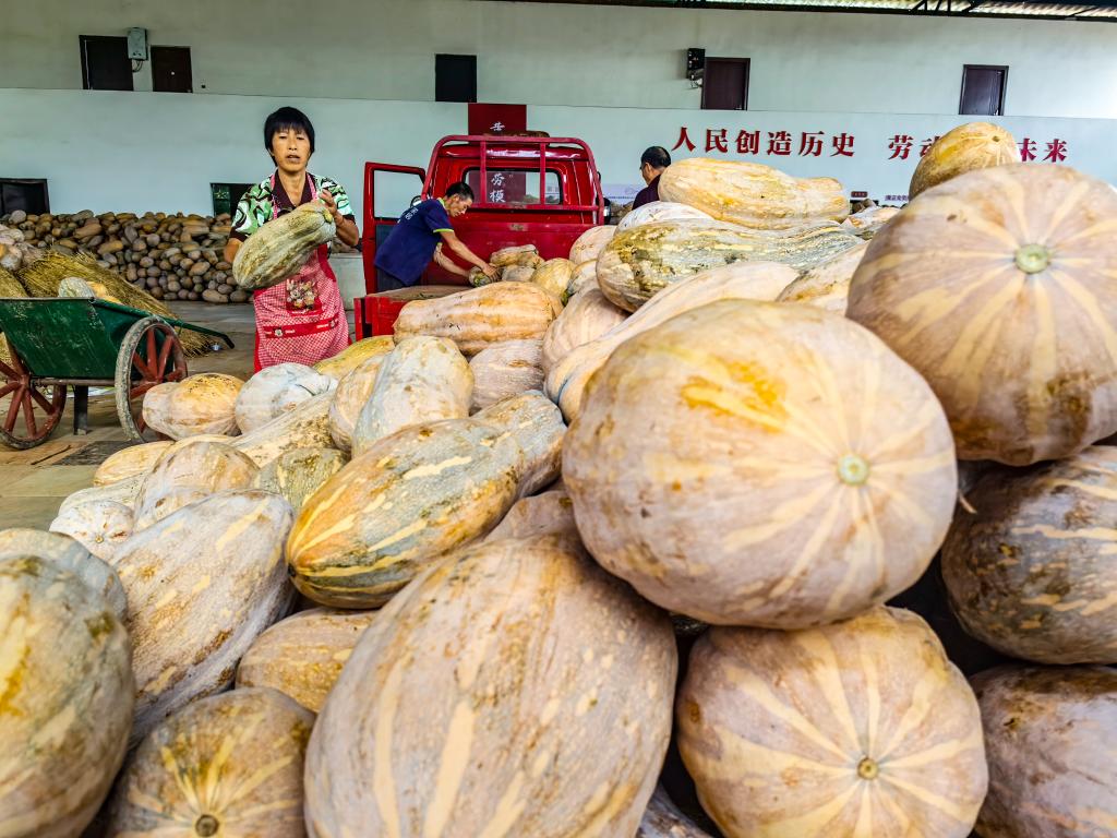 PDChinaLife's tweet image. Pumpkins are shining bright at a planting base in Dianjiang County, southwest China&apos;s Chongqing, ready to supply the market nationwide and boost the revenue of diligent farmers.