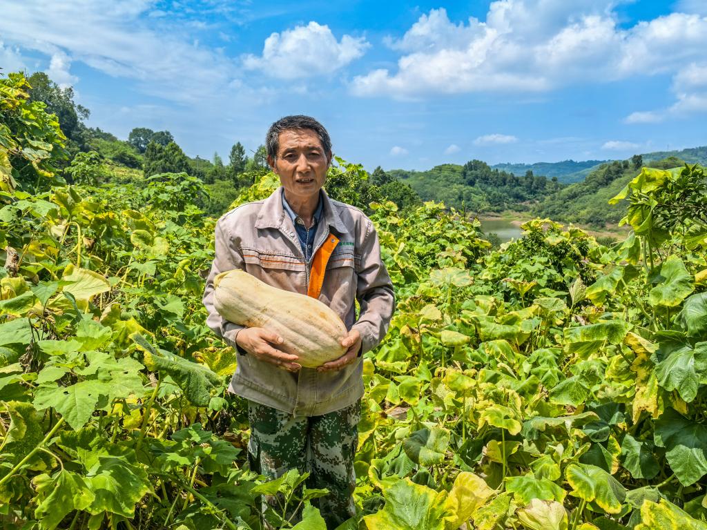 PDChinaLife's tweet image. Pumpkins are shining bright at a planting base in Dianjiang County, southwest China&apos;s Chongqing, ready to supply the market nationwide and boost the revenue of diligent farmers.