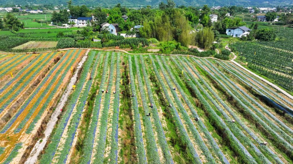 PDChinaLife's tweet image. Pumpkins are shining bright at a planting base in Dianjiang County, southwest China&apos;s Chongqing, ready to supply the market nationwide and boost the revenue of diligent farmers.