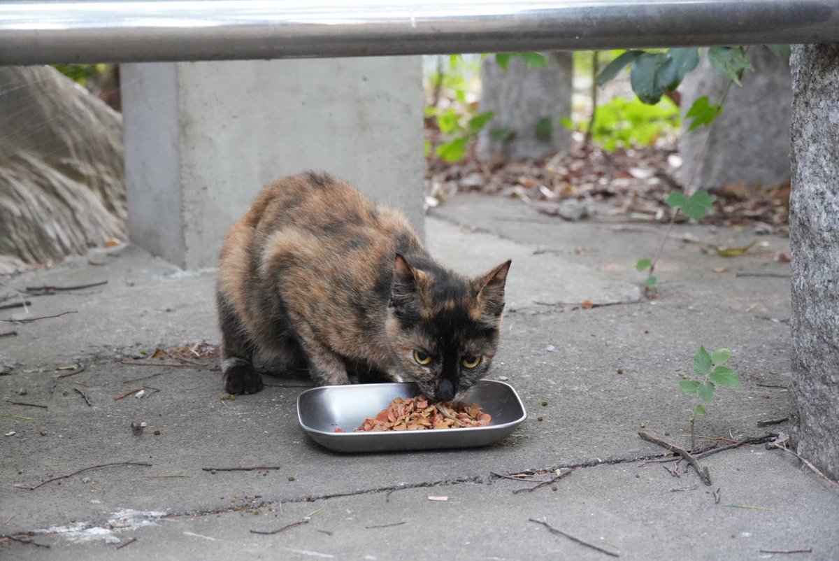 神社境内の猫ちゃん　2025.07.28
其のニ　チャコ
①チャコ　おはよう　今日は早いね😅
②ご飯だよ
③美味しいよ
④沢山食べてね🤗