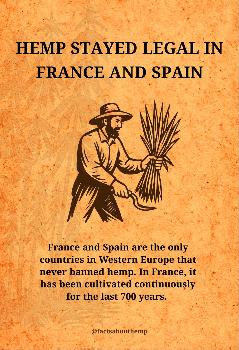 While most of Western Europe banned hemp at some point, France never did. In fact, hemp has been legally grown there continuously for over 700 years. Spain also avoided a total ban, though its cultivation wasn’t uninterrupted. France remains Europe’s top hemp producer today.