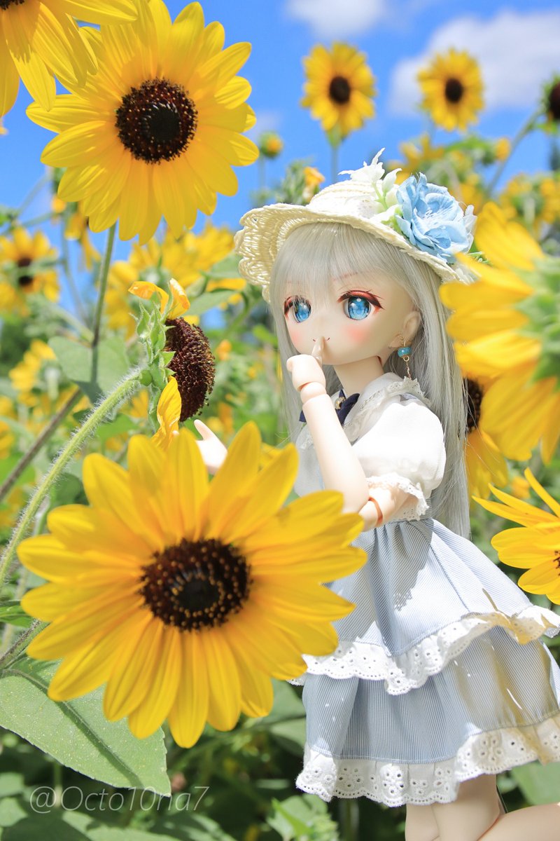 Octo10na7's tweet image. ひまわりとキミ
