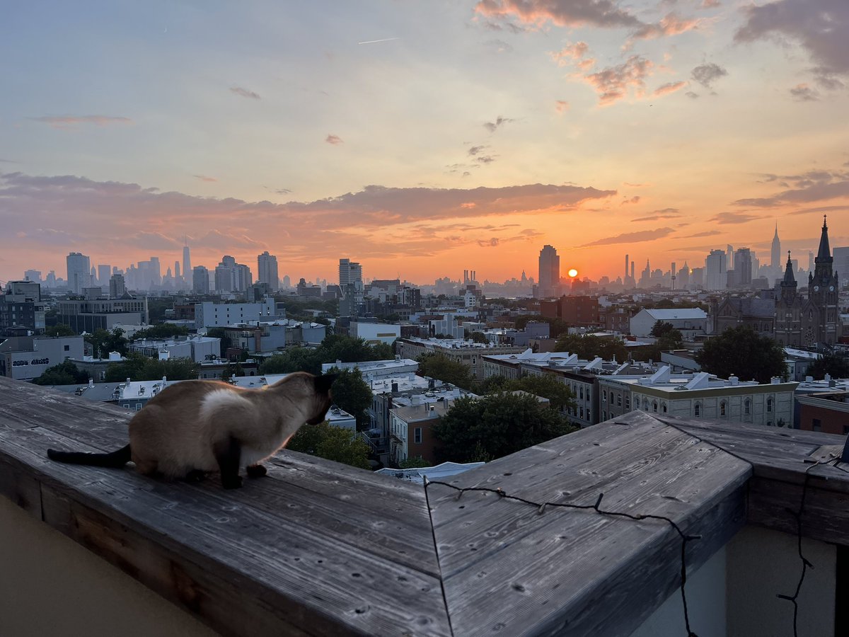 clickholebot's tweet image. My batcat