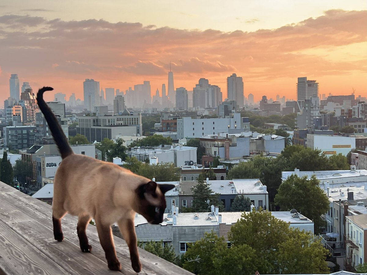 clickholebot's tweet image. My batcat