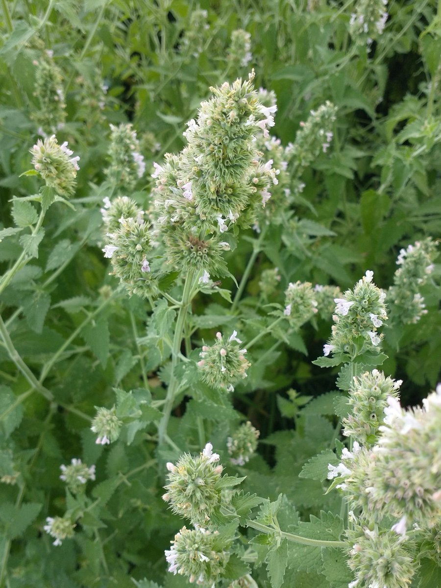 CatnipKittyCat's tweet photo. Beyond mid-season &amp; about 4 weeks from our first #flowers and our #flower #bud clusters are transitioning into thick &amp; #flavorful #seed #bud clusters with a very attractive scent… that cats love best! It is these clusters that we harvest, dry, sort and package for sale on Amazon https://t.co/FwNF9tCP3O