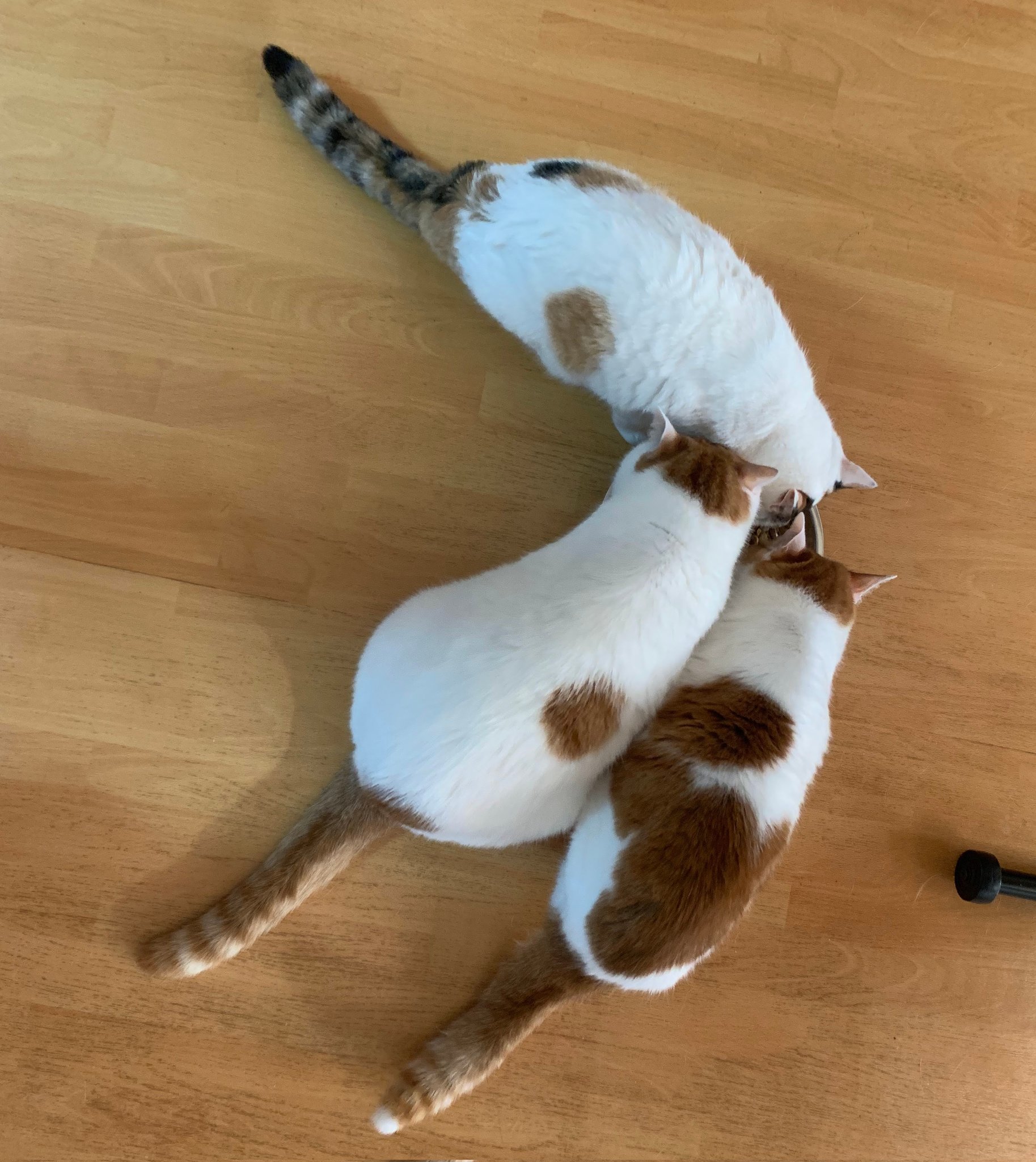 猫じゃらし様♡ありがとうございます♡ あじゃちゃんと猫🦭🐈 on X: 
