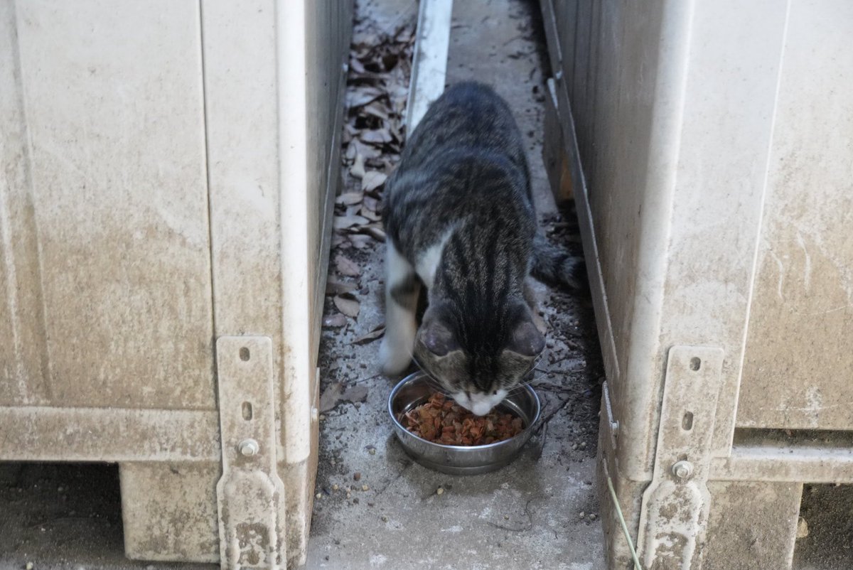 神社境内の猫ちゃん　2025.07.28
其の三　マメコ　パパ
①おはよう
②ご飯をあげると奥に逃げ込み警戒👀する
③いつもあげているのに😠
④しっかり食べてね😅