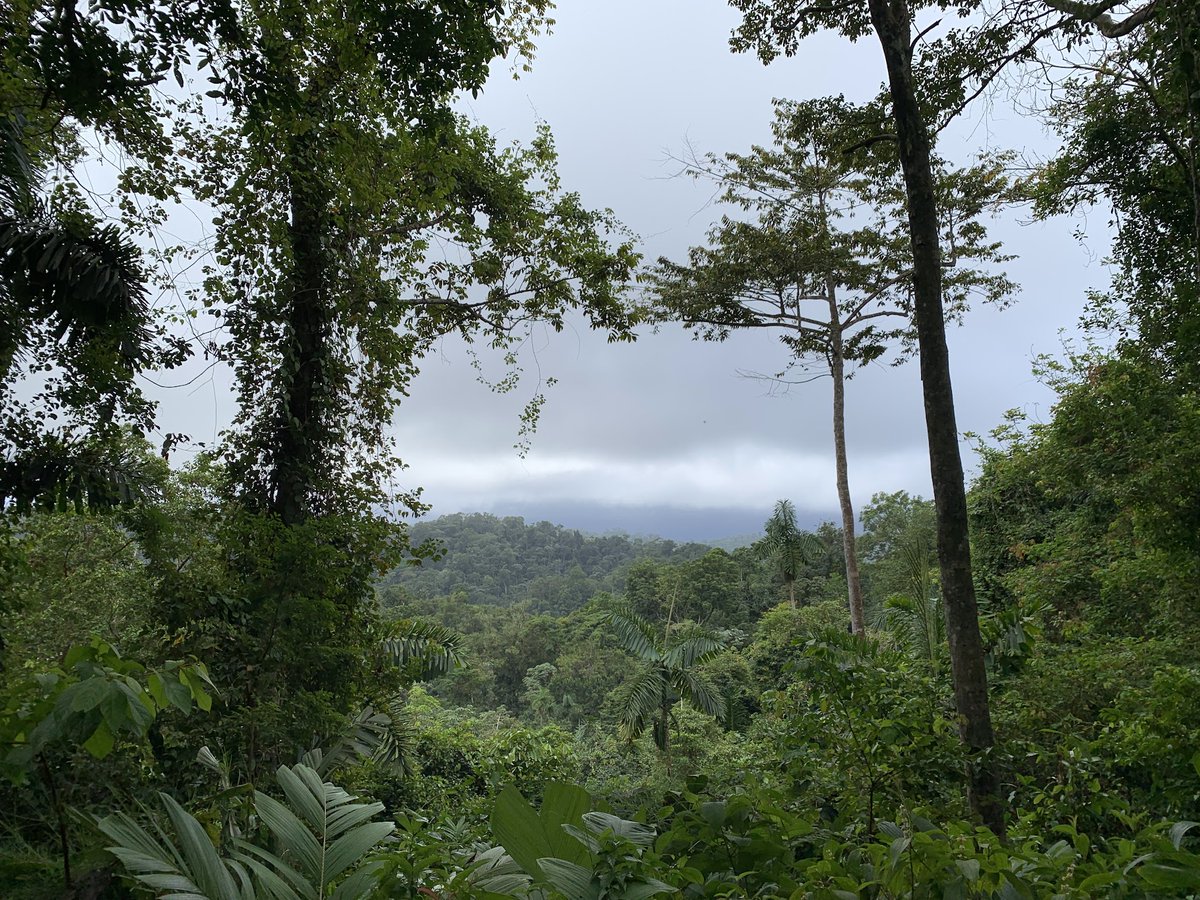 ChristaN7777's tweet image. Veragua Rain Forest from the Air Tram