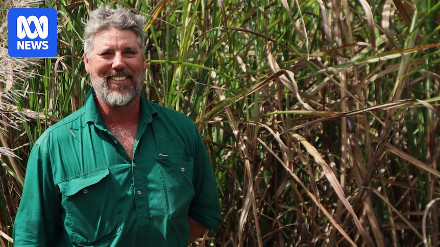 HumanisingMen's tweet image. Mossman sugarcane growers trial new crops due to mill closure abc.net.au/news/2025-07-2… #mossman #sugar #sugarcane