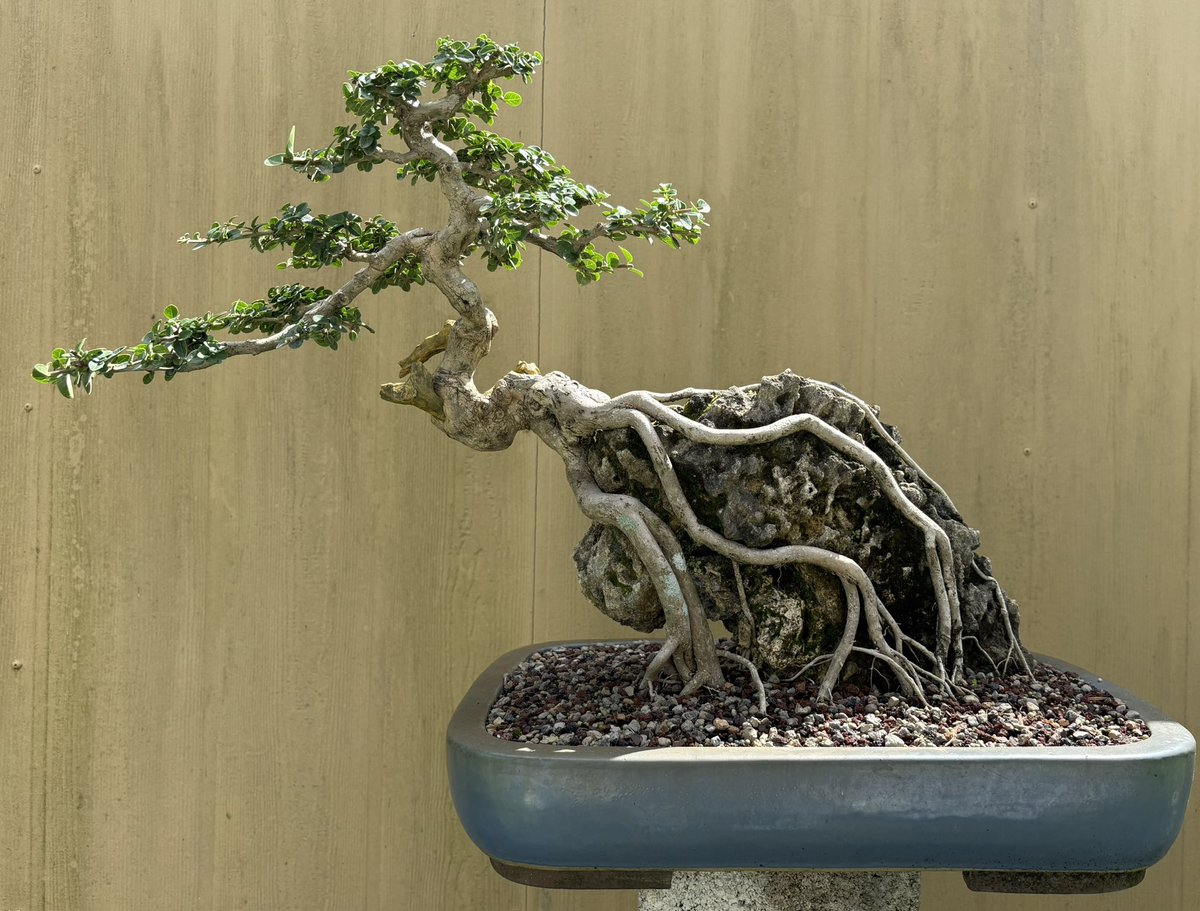 Emblem Bonsai tweet media