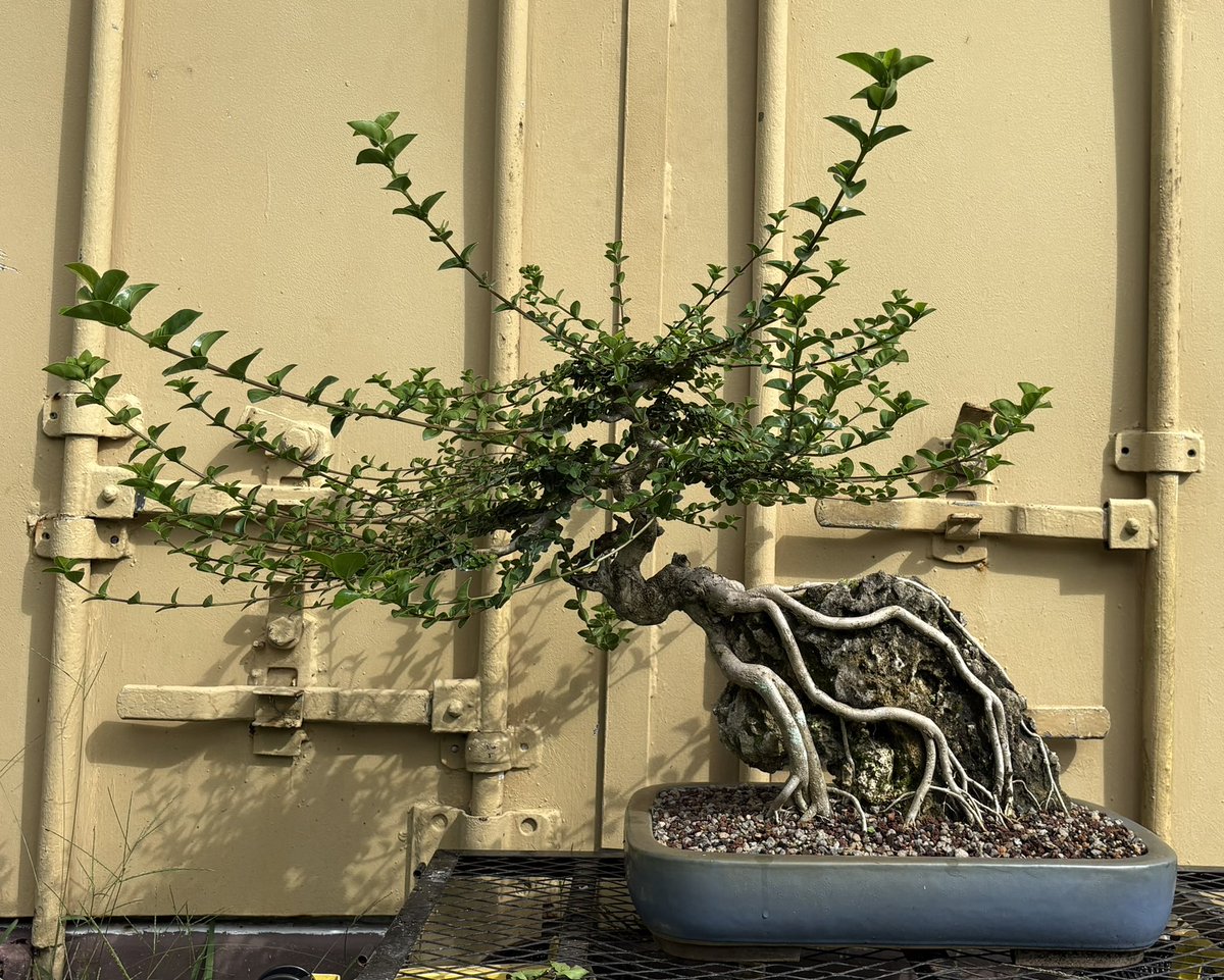 Emblem Bonsai tweet media