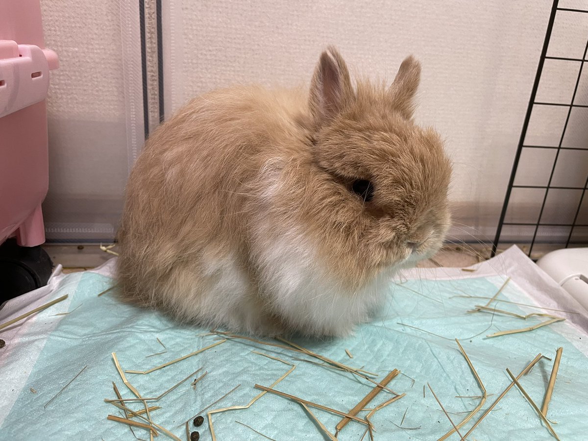 ヒノキのうさぎ様 うさぎのひのき🌳 Hinoki bunny (@hinokiusa) / X