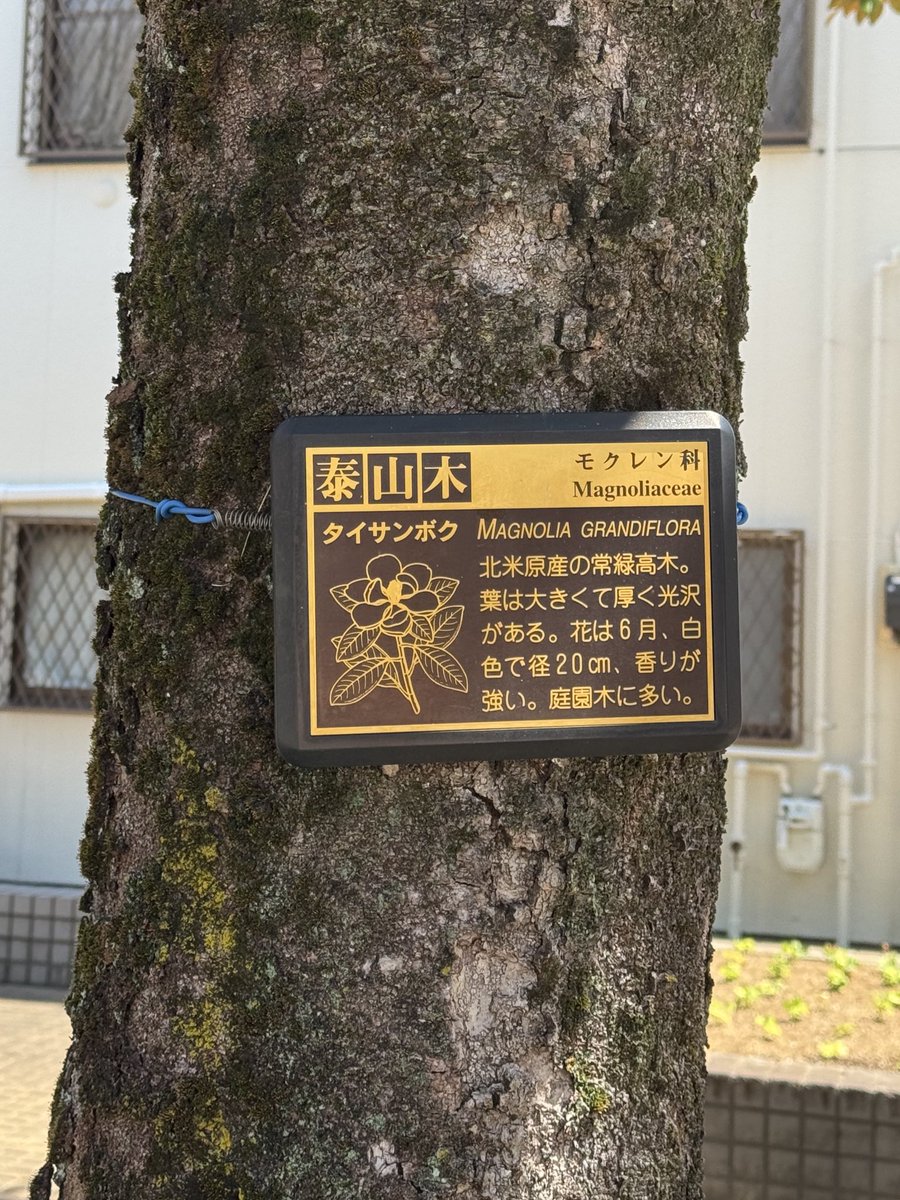 tomisu_radio's tweet image. いつも風の強さを教えてくれるスタジオ前の木、3兄弟👶🌲