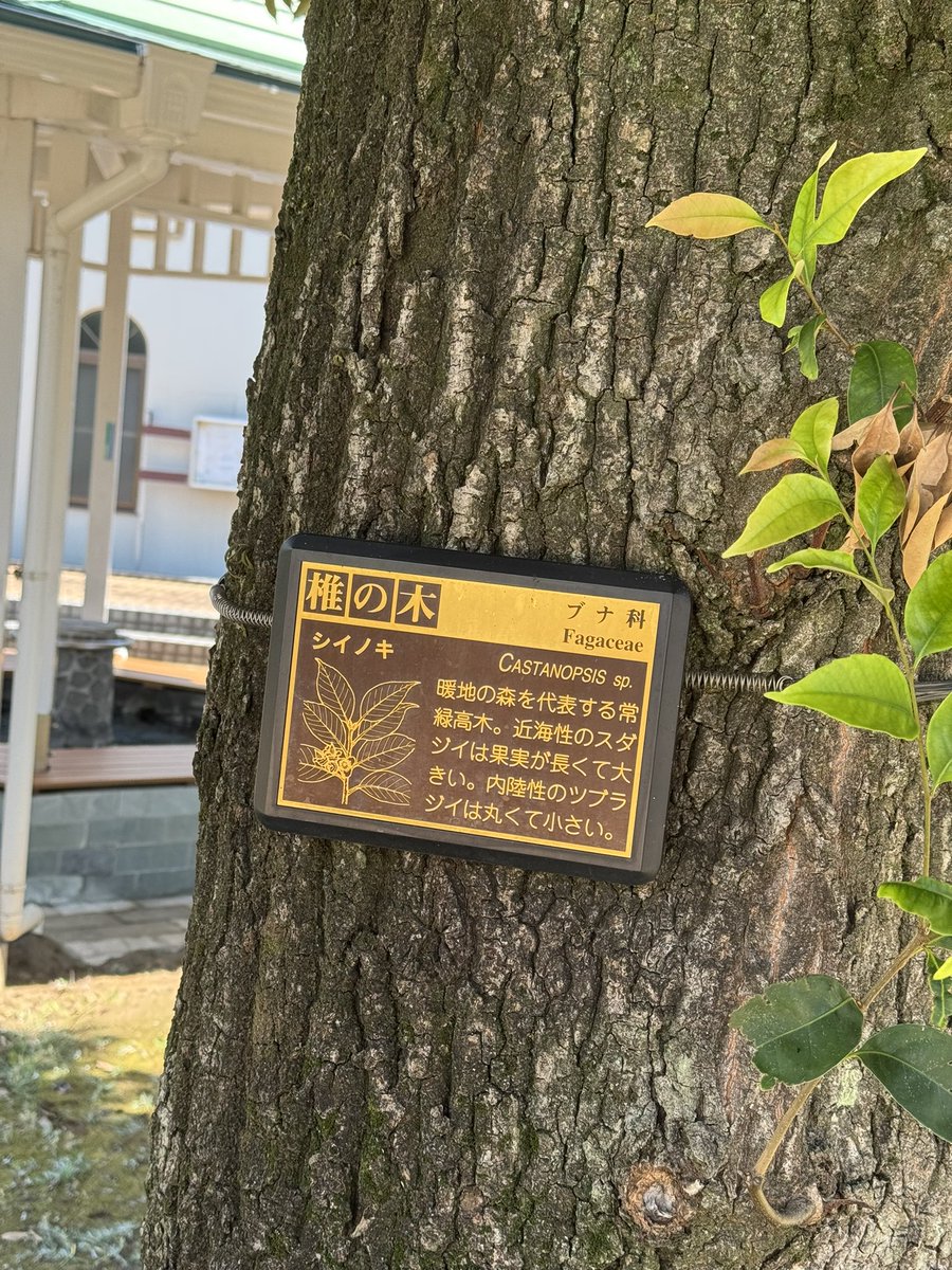 tomisu_radio's tweet image. いつも風の強さを教えてくれるスタジオ前の木、3兄弟👶🌲
