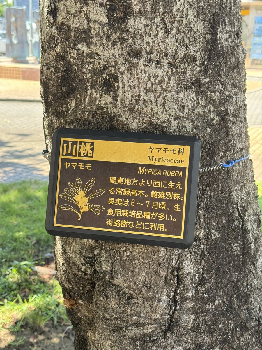 tomisu_radio's tweet image. いつも風の強さを教えてくれるスタジオ前の木、3兄弟👶🌲