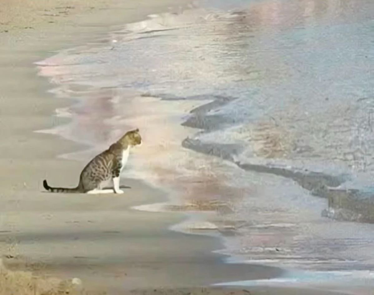 sunghanbinky's tweet image. I DONT WANNA BE MR MEOW ANYMORE.